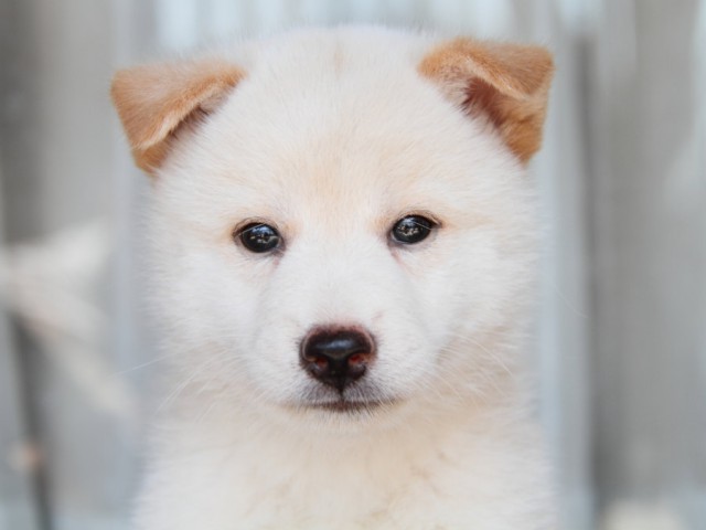 DPP_0017shiba DPP_0017shiba