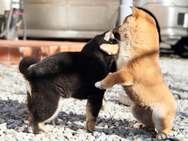DPP_0021shibainu DPP_0021shibainu