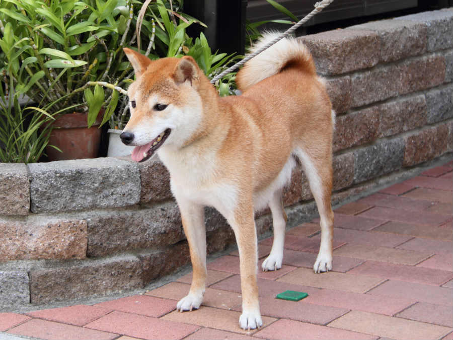 DPP_0022shiba