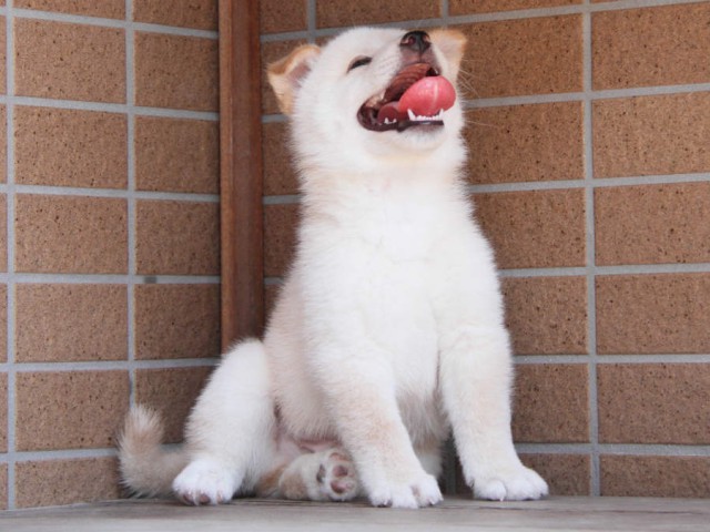 DPP_0028shiba DPP_0028shiba