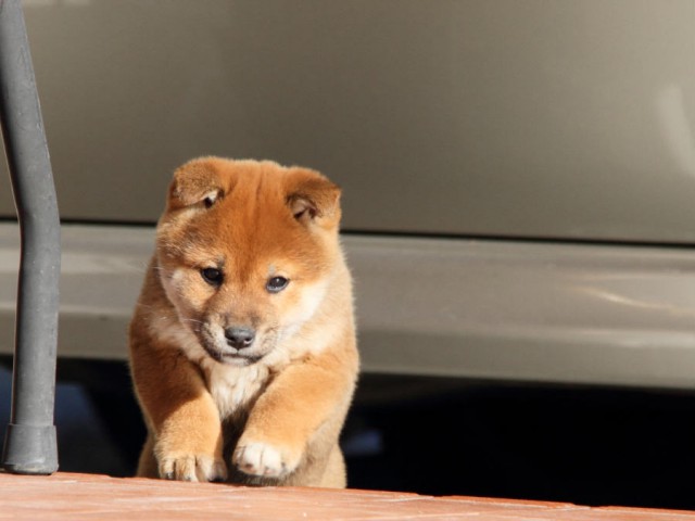 DPP_0029shibainu DPP_0029shibainu