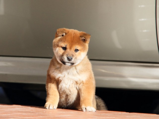 DPP_0030shibainu DPP_0030shibainu