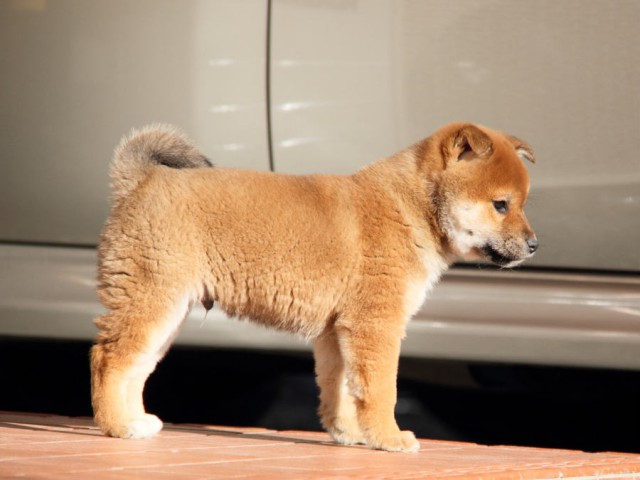 DPP_0037shibainu DPP_0037shibainu