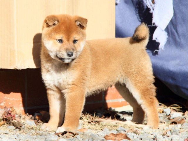 DPP_0043shibainu DPP_0043shibainu