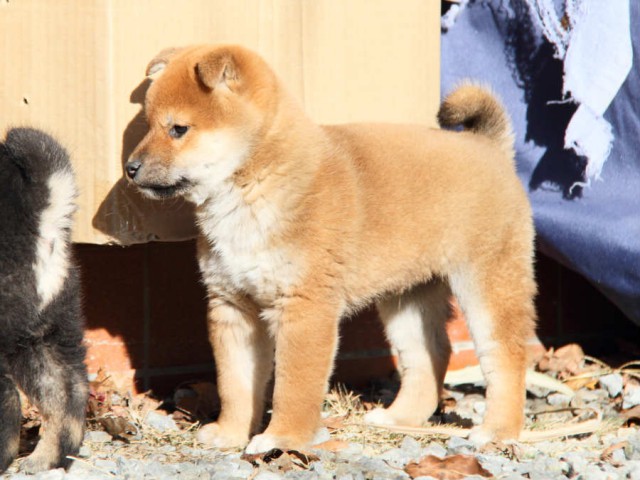 DPP_0044shibainu DPP_0044shibainu