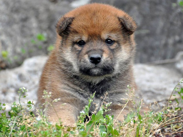 DSC_0002shiba DSC_0002shiba