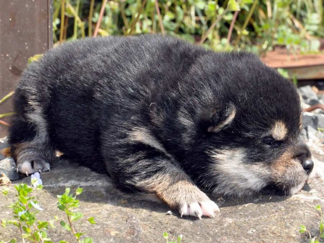 DSC_0010SHIBA DSC_0010SHIBA