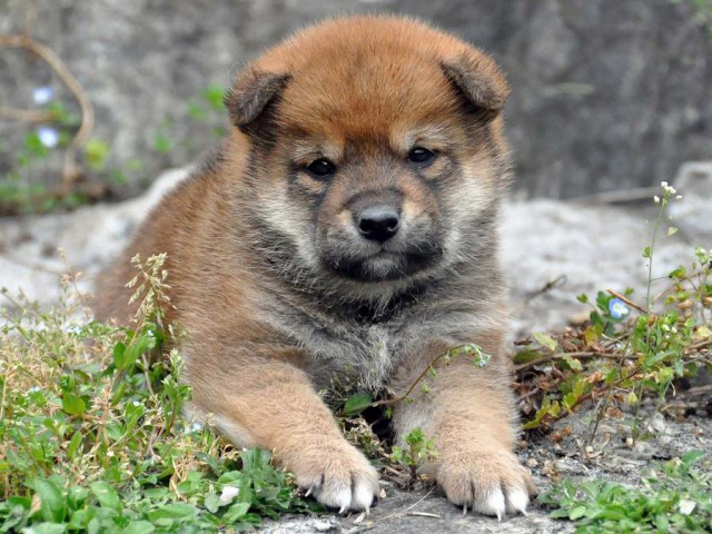 DSC_0014SHIBA DSC_0014SHIBA