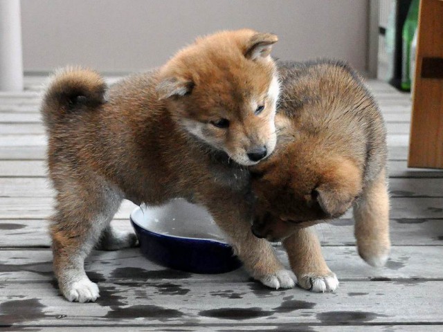 DSC_0019SHIBA DSC_0019SHIBA