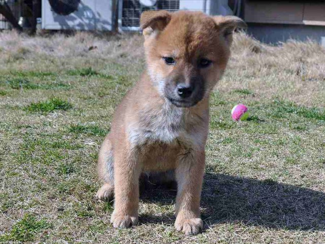 DSC_0022SHIBA DSC_0022SHIBA