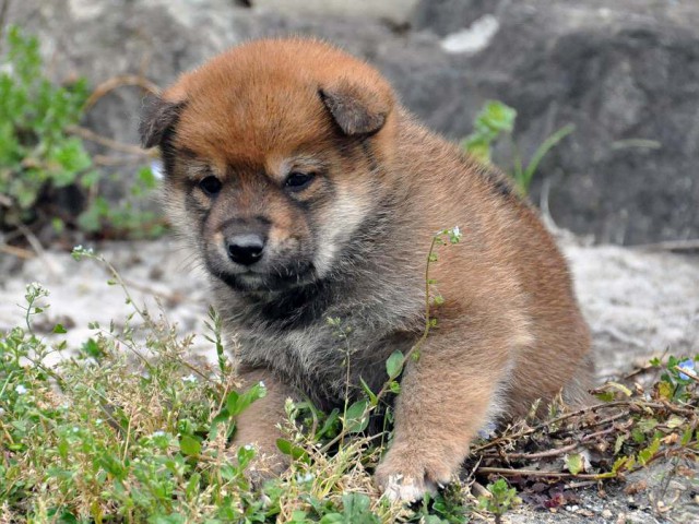 DSC_0029SHIBA DSC_0029SHIBA