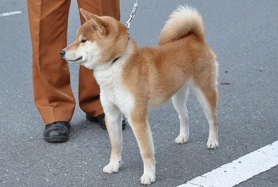 DSC_0038Shiba