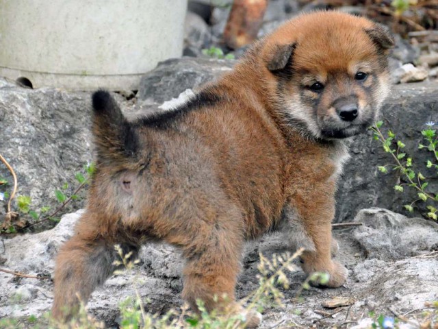 DSC_0040SHIBA DSC_0040SHIBA