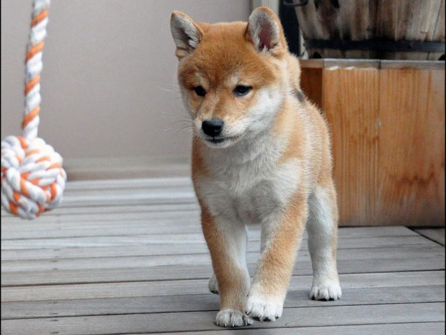 DSC_0041SHIBA DSC_0041SHIBA