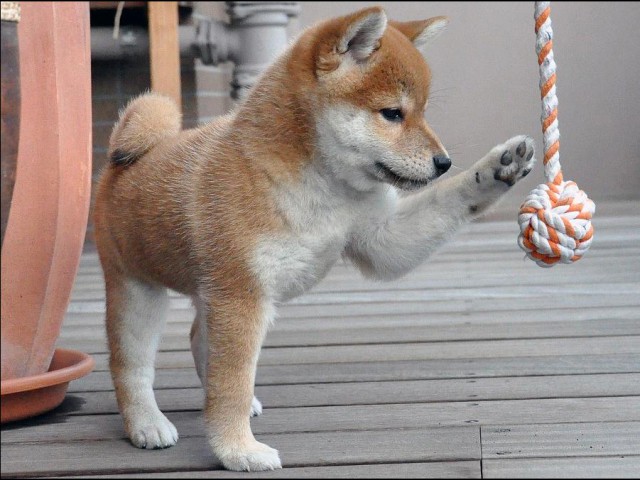 DSC_0048SHIBA DSC_0048SHIBA