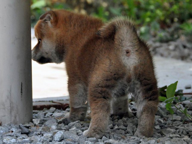 DSC_0056SHIBA DSC_0056SHIBA