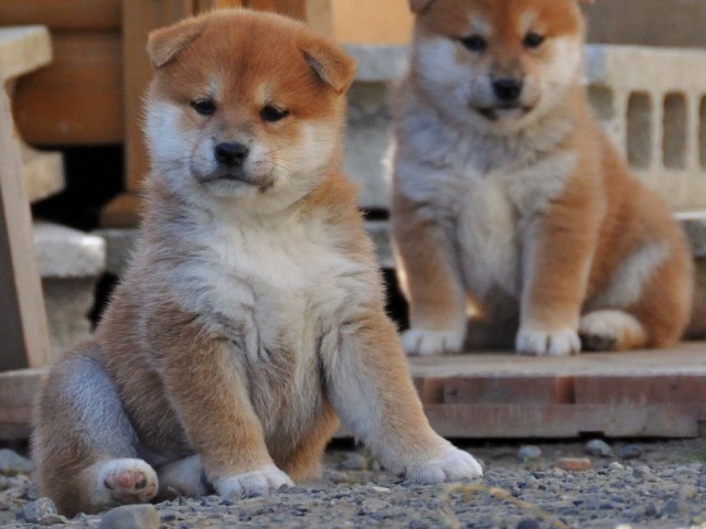 DSC_0058SHIBA DSC_0058SHIBA