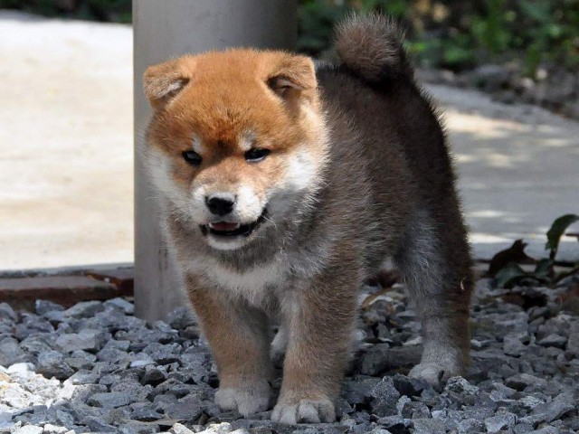DSC_0064SHIBA DSC_0064SHIBA