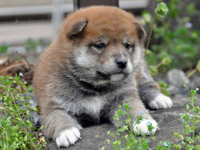 DSC_0069SHIBA DSC_0069SHIBA