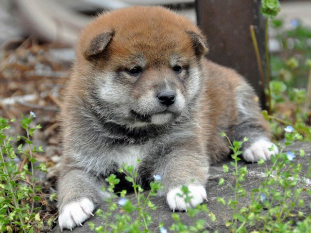 DSC_0071SHIBA DSC_0071SHIBA