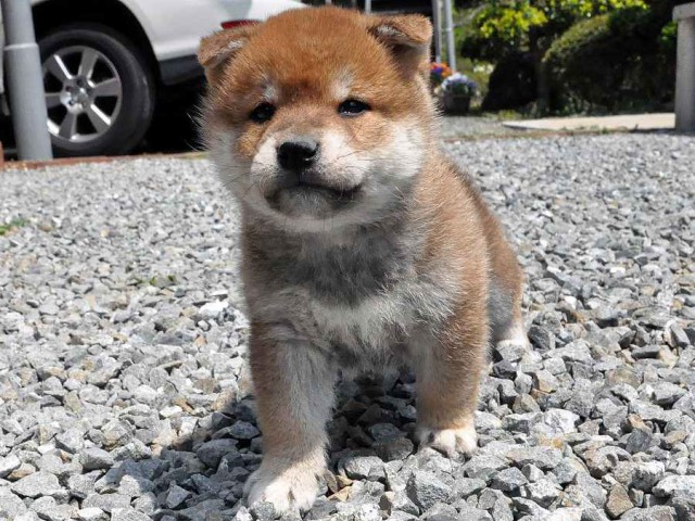 DSC_0075SHIBA DSC_0075SHIBA