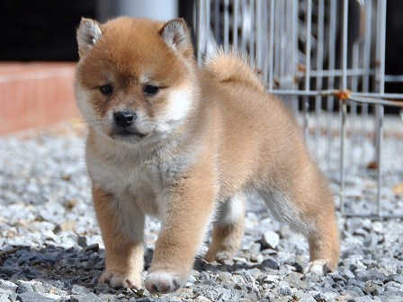 DSC_0076-shibainu DSC_0076-shibainu