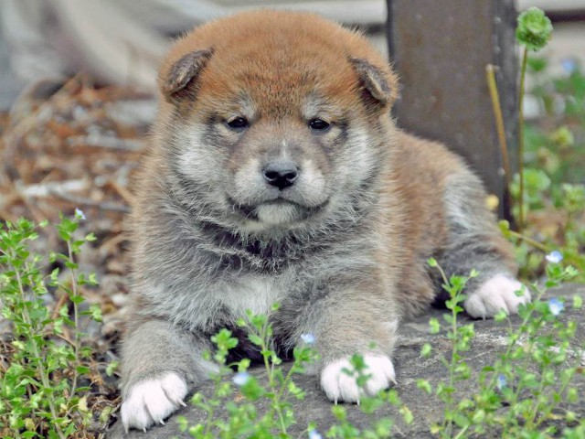 DSC_0082SHIBA DSC_0082SHIBA