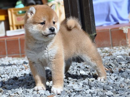 DSC_0089-shibainu DSC_0089-shibainu