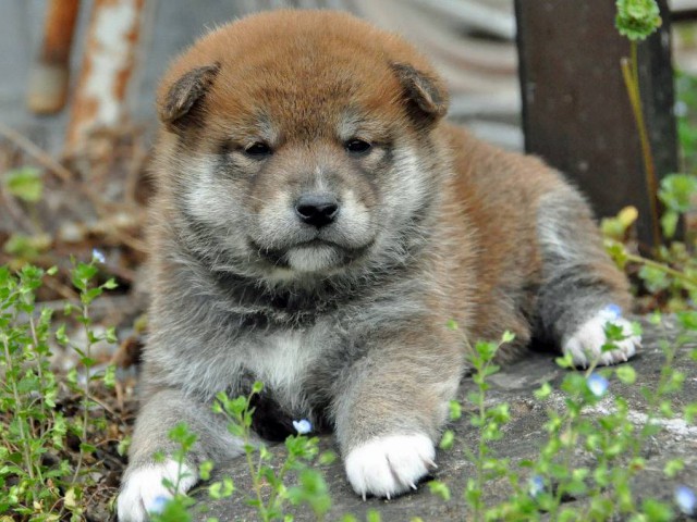 DSC_0090SHIBA DSC_0090SHIBA