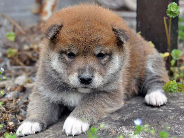 DSC_0100SHIBA DSC_0100SHIBA