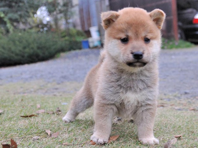 DSC_0101Shiba DSC_0101Shiba