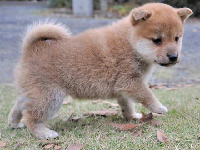 DSC_0104Shiba DSC_0104Shiba