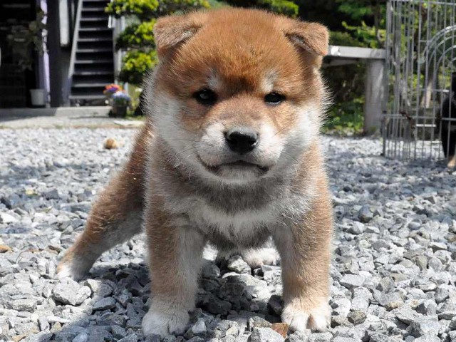 DSC_0105SHIBA DSC_0105SHIBA