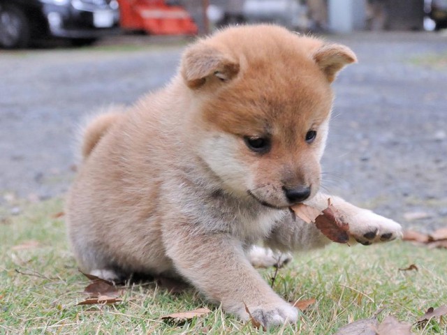 DSC_0113Shiba DSC_0113Shiba