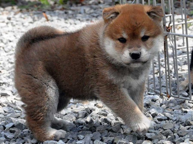 DSC_0117SHIBA DSC_0117SHIBA