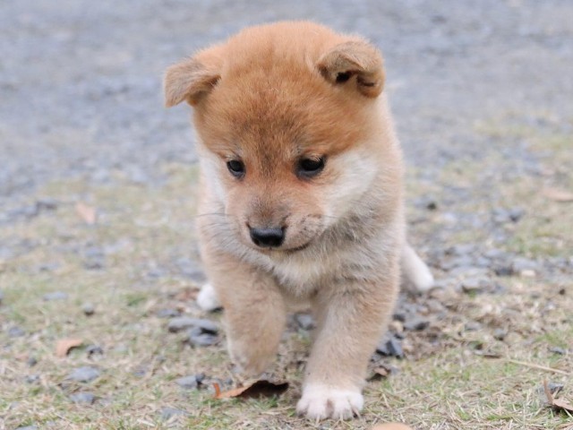 DSC_0127Shiba DSC_0127Shiba