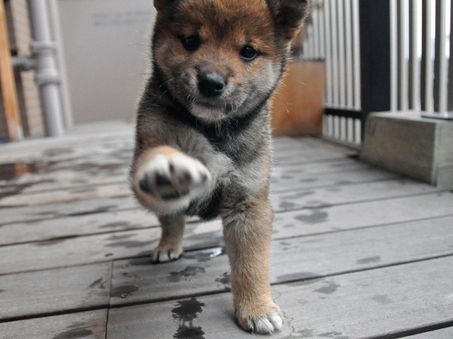 DSC_0137SHIBA