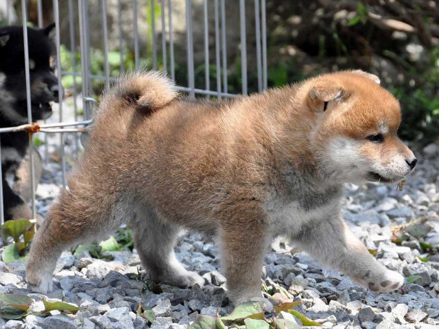 DSC_0173SHIBA DSC_0173SHIBA