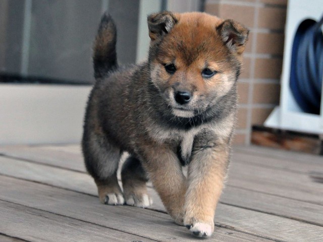 DSC_0178SHIBA