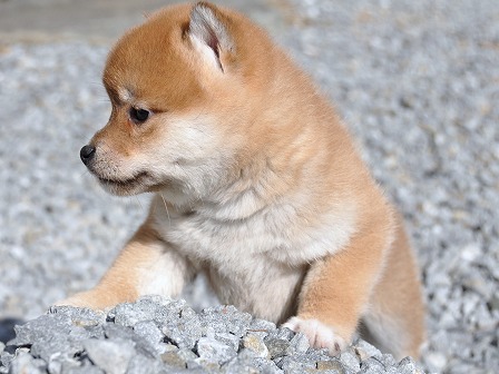 DSC_0185-shibainu DSC_0185-shibainu