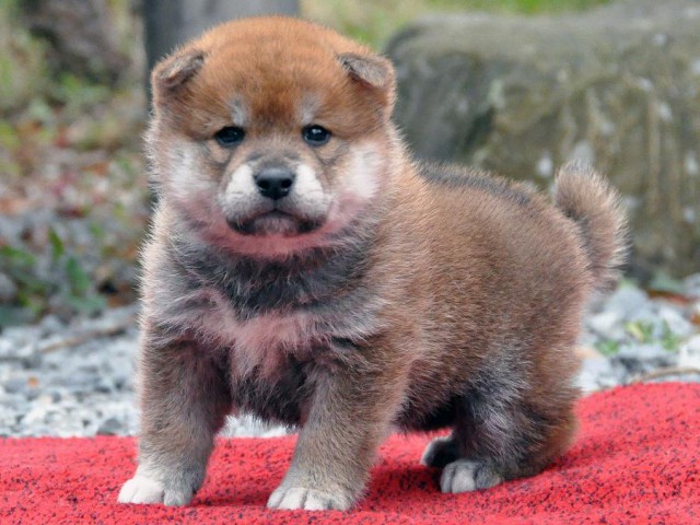 DSC_0185SHIBA DSC_0185SHIBA