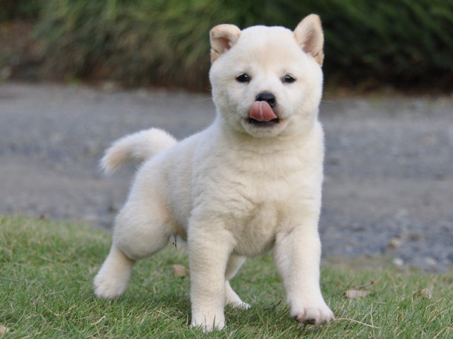 DSC_0191Shiba DSC_0191Shiba