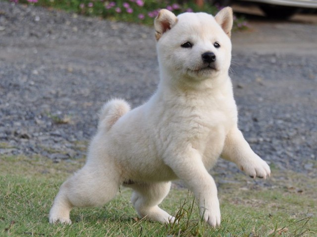 DSC_0195Shiba DSC_0195Shiba