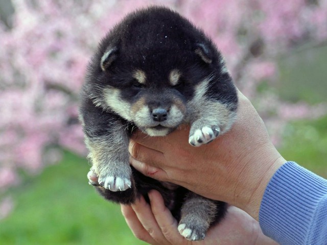 DSC_0208SHIBA DSC_0208SHIBA