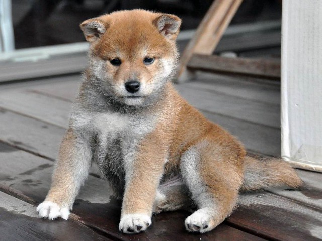 DSC_0213SHIBA DSC_0213SHIBA