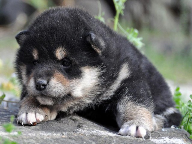 DSC_0227SHIBA DSC_0227SHIBA