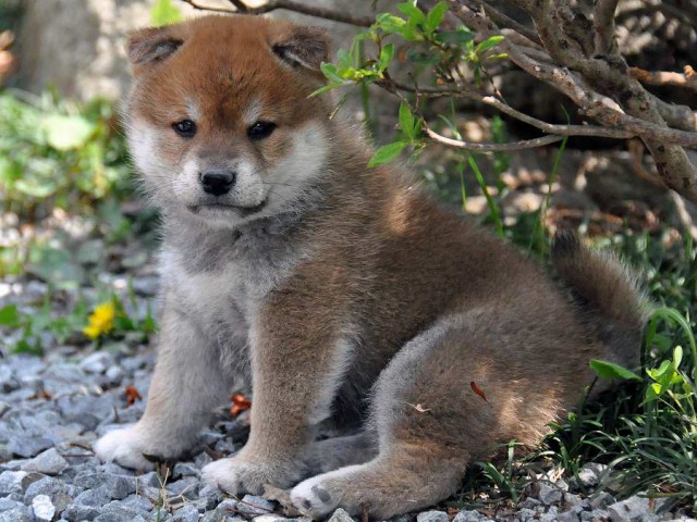 DSC_0231SHIBA DSC_0231SHIBA