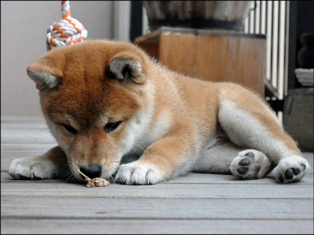 DSC_0231SHIBA DSC_0231SHIBA