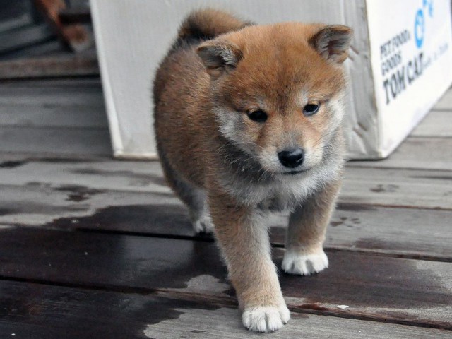 DSC_0244SHIBA DSC_0244SHIBA