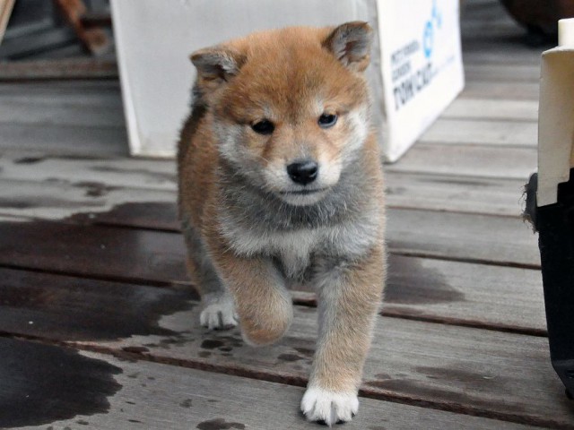DSC_0245SHIBA DSC_0245SHIBA